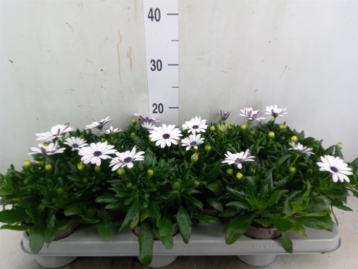<h4>Osteospermum  'Margarita White'</h4>