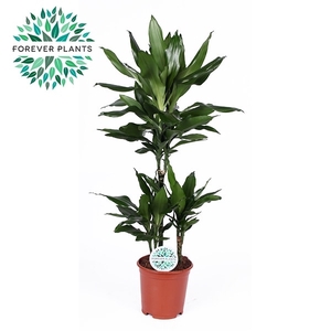 Dracaena Janet Lind p21, 45+15+10