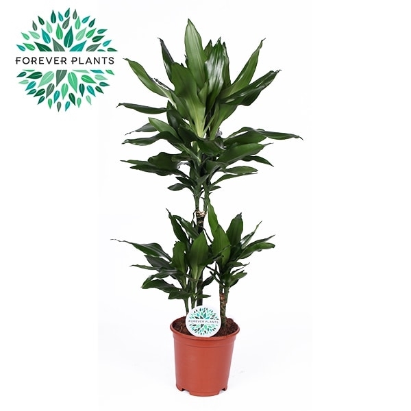 <h4>Dracaena Janet Lind p21, 45+15+10</h4>