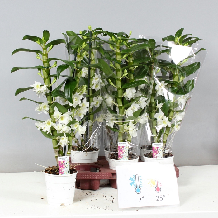 <h4>DENDR N SC APOLLON</h4>