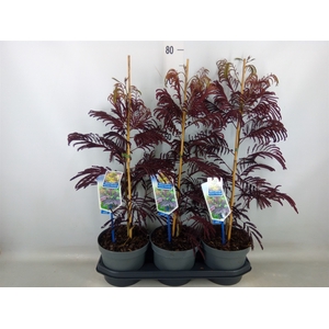 Albizia julibrissin