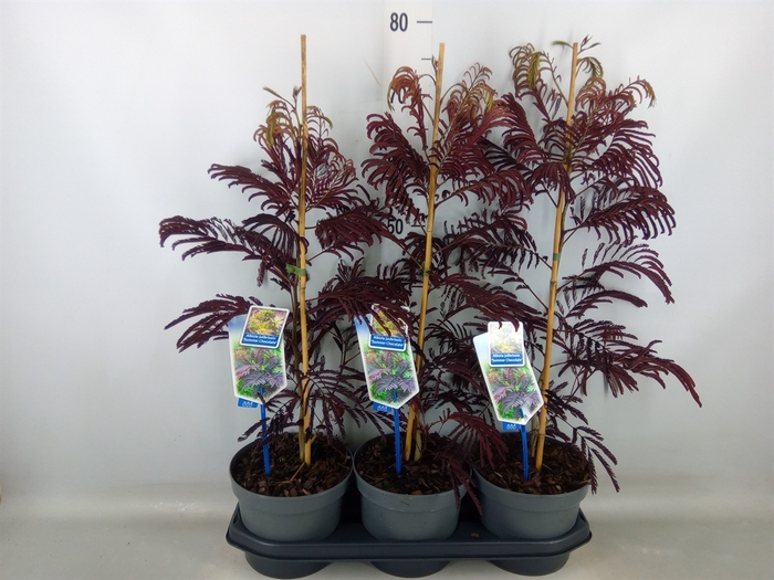 <h4>Albizia julibrissin</h4>