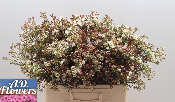 <h4>CHAME MI LIRON</h4>