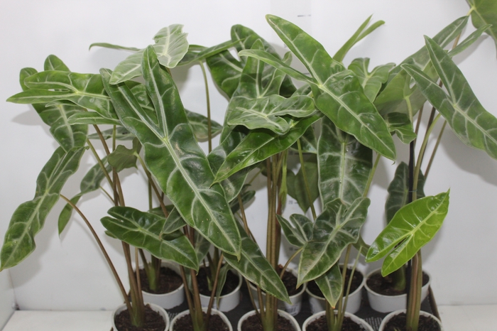 <h4>ALOCASIA LONGILOBA P12</h4>