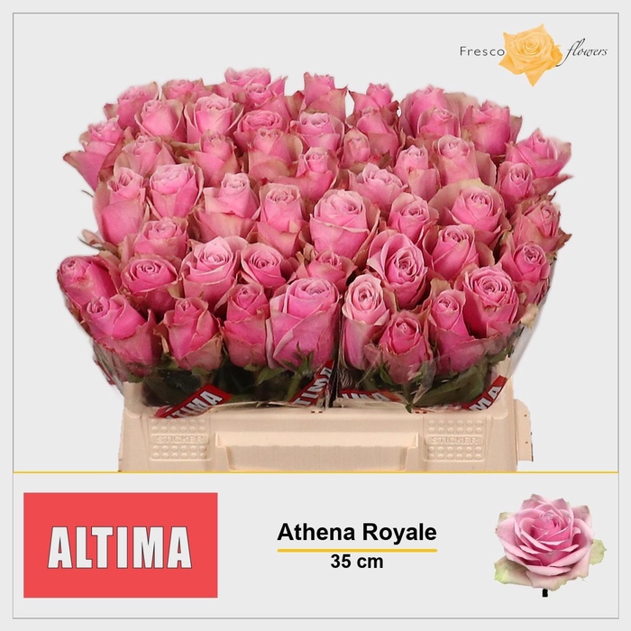 <h4>R GR ATHENA ROYALE</h4>