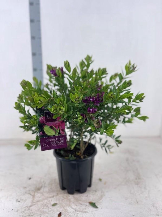 <h4>Polygala myrtifolia struik</h4>