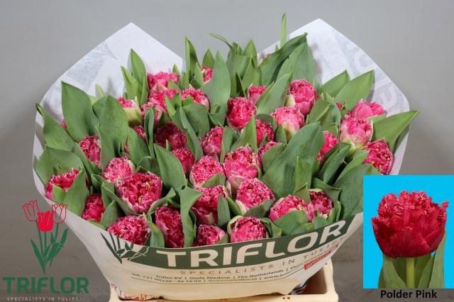 <h4>TU FR POLDER PINK</h4>