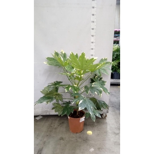 Fatsia japonica 'Variegata'