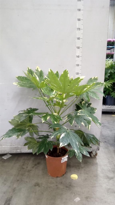 <h4>Fatsia japonica 'Variegata'</h4>