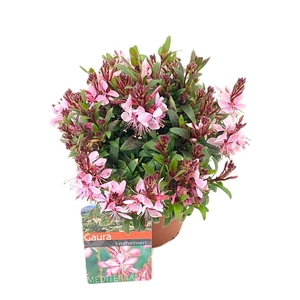 Gaura lindheimeri