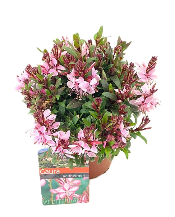 <h4>Gaura lindheimeri</h4>