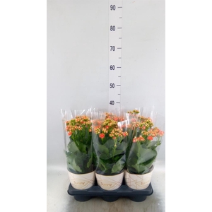 Kalanchoe  'Volcanic Orange'