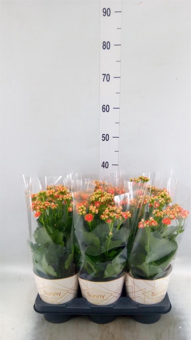 <h4>Kalanchoe  'Volcanic Orange'</h4>