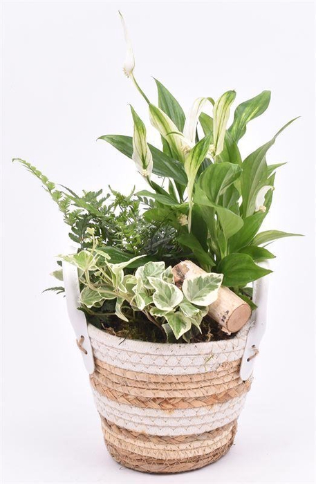 <h4>Maismand dia 17 met oren</h4>