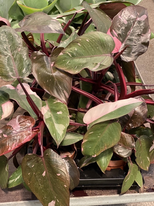 Philodendron  'Imperial Red'