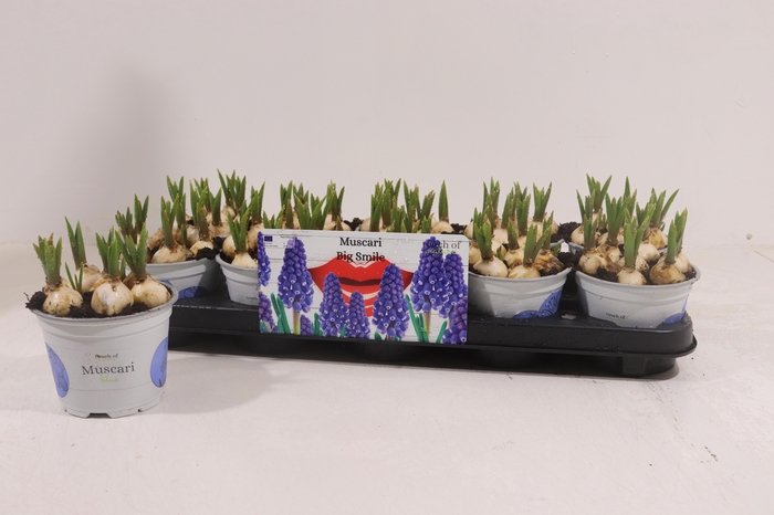 <h4>Muscar Big Smile</h4>