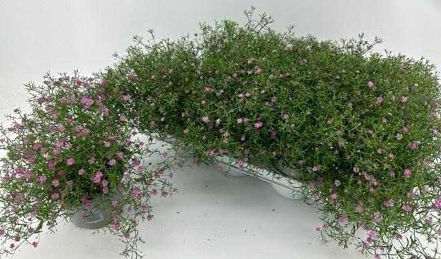 <h4>GYPS M GYPSY</h4>