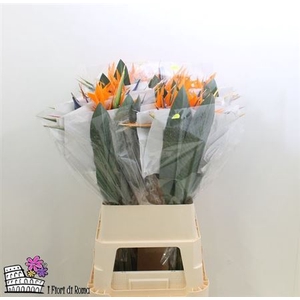 Strel Reginae Bloem Xl
