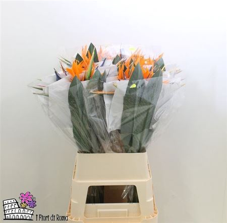 <h4>Strel Reginae Bloem Xl</h4>