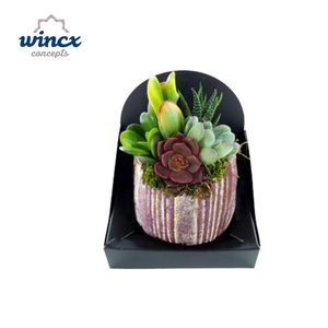 Arrangementen succulenten 6%