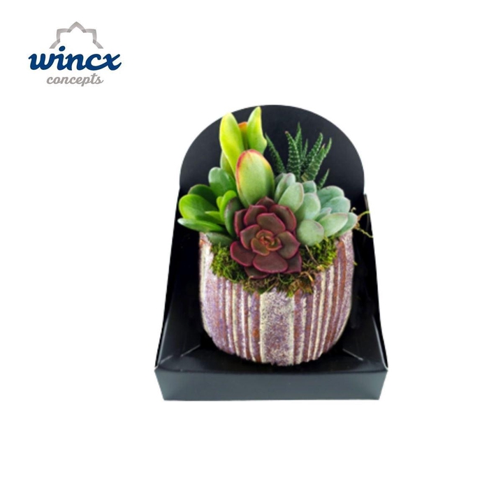 <h4>Arrangementen succulenten 6%</h4>