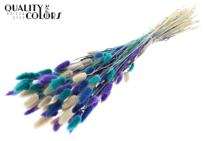 <h4>Lagurus Premium per bunch Scandinavian Mix</h4>