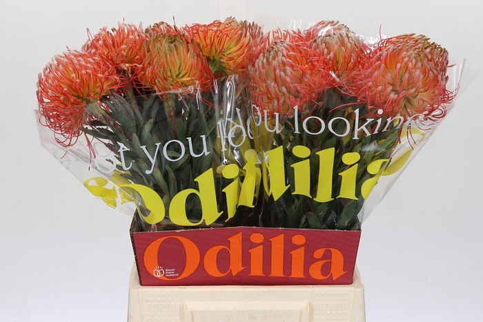 <h4>Nutans Blanche</h4>