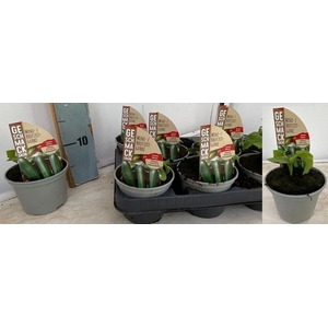 KOMKOMMERPLANTEN