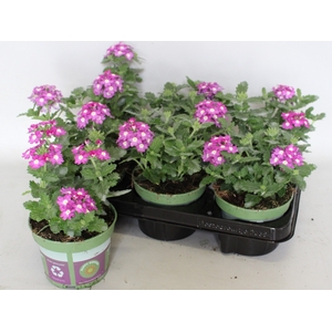 Verbena Violet