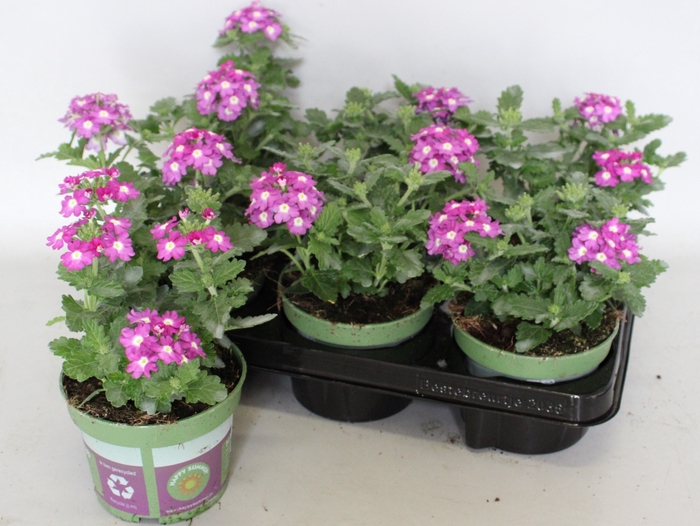 <h4>Verbena Violet</h4>
