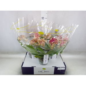 Phalaenopsis   ...