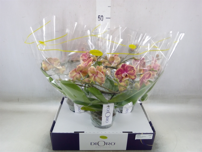 <h4>Phalaenopsis   ...</h4>