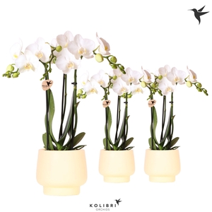 Kolibri Orchids Phalaenopsis white 3 spike in Scandic pot yellow