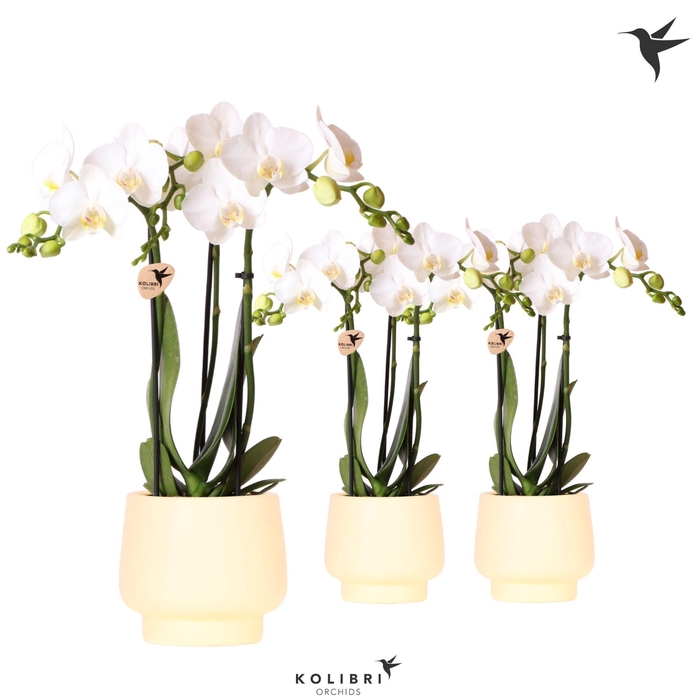 <h4>Kolibri Orchids Phalaenopsis white 3 spike in Scandic pot yellow</h4>