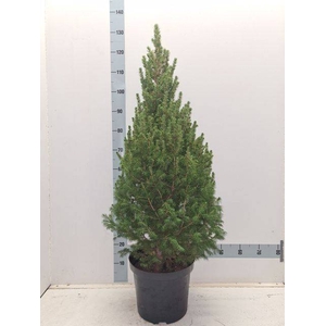 PICEA GL CONICA