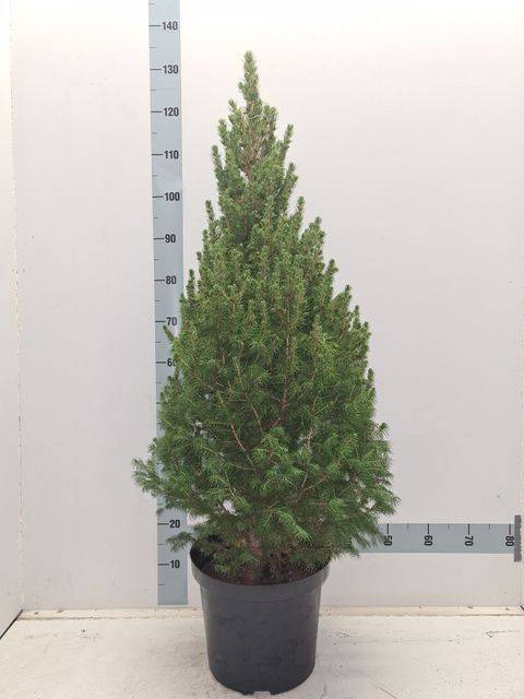 <h4>PICEA GL CONICA</h4>