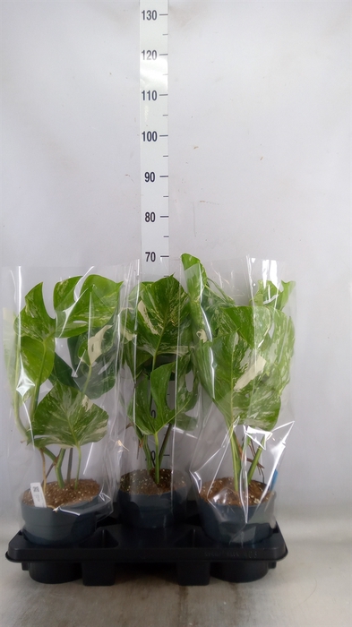 <h4>Monstera delic. 'Variegata'</h4>