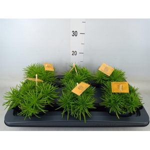 Senecio archeri 'Himalaya'