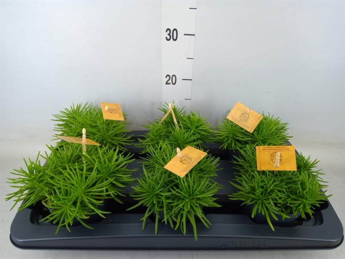 <h4>Senecio archeri 'Himalaya'</h4>