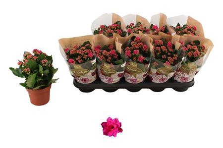 arr8 Kal Ge Don Victorio