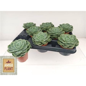 Echeveria Ami-Taco