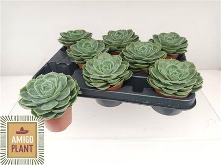 <h4>Echeveria Ami-Taco</h4>