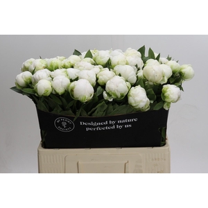 Paeonia Madame Claude Tain