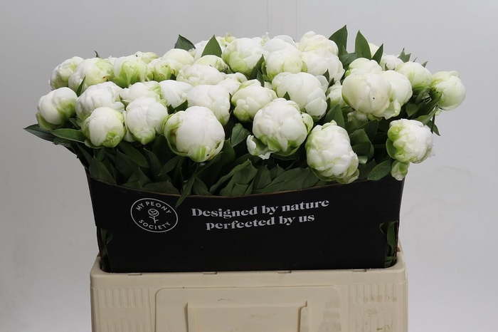 <h4>Paeonia Madame Claude Tain</h4>