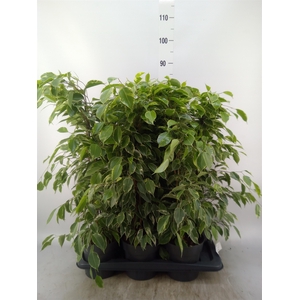 Ficus benja. 'Golden King'