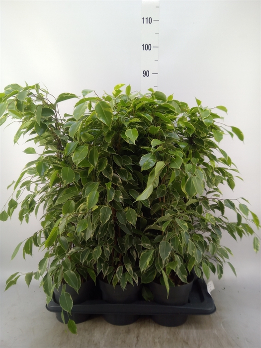 <h4>Ficus benja. 'Golden King'</h4>