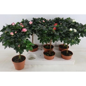 RHODO OV