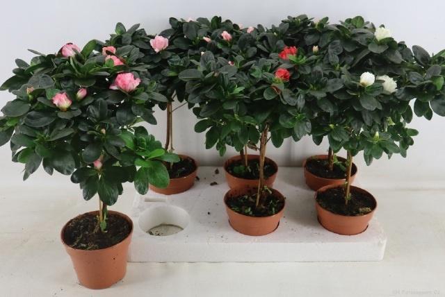 <h4>RHODO OV</h4>