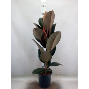 Ficus elastica 'Abidjan'