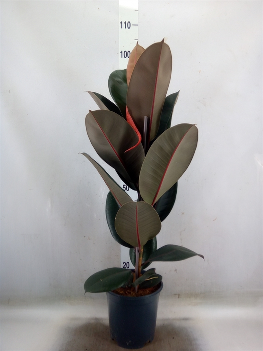 <h4>Ficus elastica 'Abidjan'</h4>